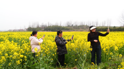 油菜花开金满地　“美丽经济”催振兴