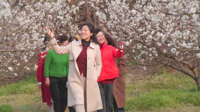 春赏樱夏摘果　“花果大山”助民富  