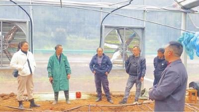 白鹤船村全力破解大棚闲置难题