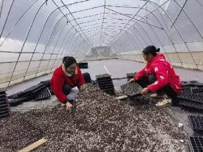 县烟草专卖局：早春育苗正当时　精耕细作育壮苗