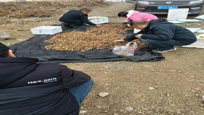 巡检镇：天麻丰收正当时　林下“生金”促振兴