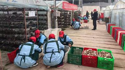 县总工会联合裕农菌业公司开展香菇采摘劳动竞赛