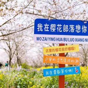 花开富贵誉荆楚——荆门“一枝花”工程绘就高质量发展新图景 