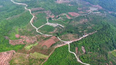 ​云端带货樱桃红 数智赋能振兴路  