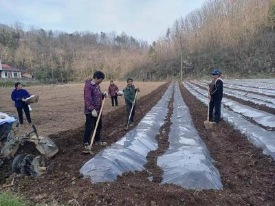​县烟草专卖局：覆膜“盖”出好收益