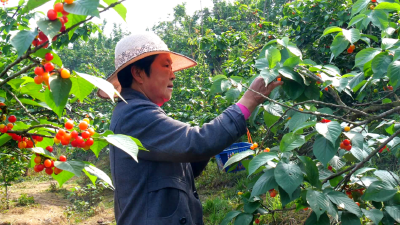 云端带货樱桃红数智赋能振兴路  