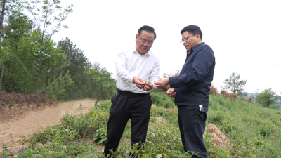 县领导到长坪镇、李庙镇调研春茶生产和茶产业发展工作  