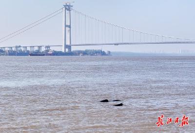 从“长江精灵”到“城市家人”，武汉为何选择江豚作为城市吉祥物 