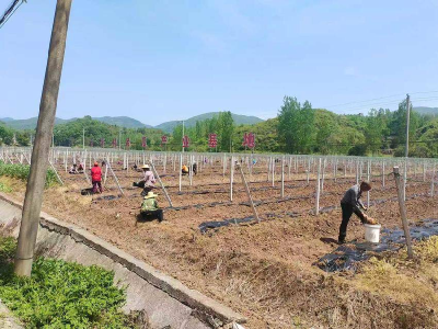 ​东巩镇：小瓜蒌撬动富民大产业