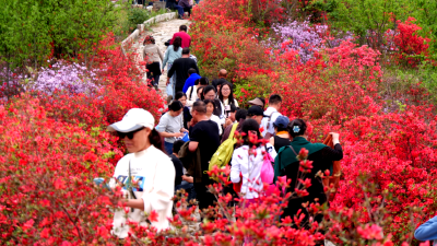 杜家沟村：杜鹃花争奇斗艳“花经济”增收致富  