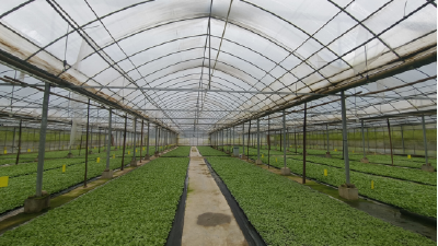 ​县烟草专卖局全面推广湿润育苗技术
