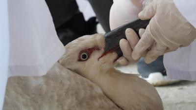 东方白鹳落难 多方接力救治  