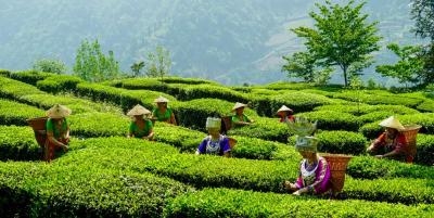 宜昌茶叶为何越泡越有味？ 