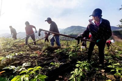周湾村：芍药基地春管忙