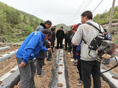 县烟草专卖局：巧推扩膜新工具　助力烟农备移栽