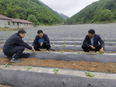 南漳县烟草专卖局开展烟叶种植面积专项核查工作 