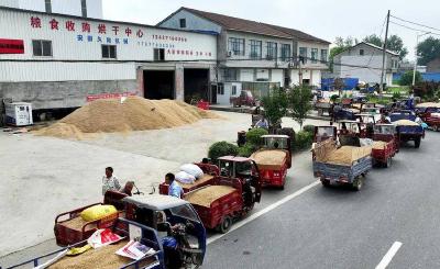 南漳县清河管理区：社会化服务主体诚信助农暖人心 