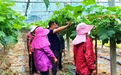 南漳：农业科普进果园 