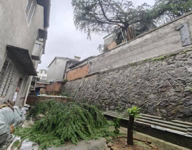 南漳县卞和社区：清理危树除隐患 为民解忧保平安 