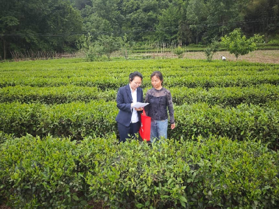 南漳农商行花庄支行：茶海涌金浪 金融润沃土 