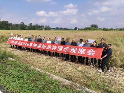 我县召开2026年油菜新品种展示观摩会 