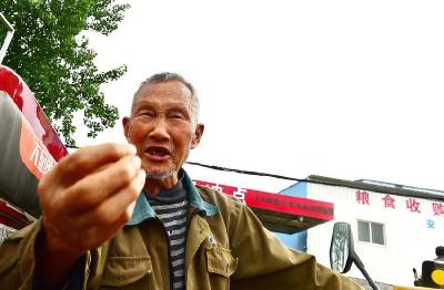 南漳：抢收有机小麦 
