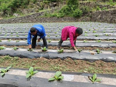 南漳县烟草专卖局高质量开展破窖填土封窝工作 