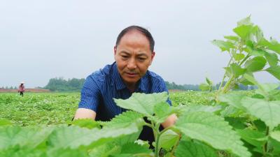 尹忠山：回乡种苎麻　拓宽致富路  