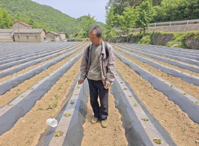县烟草专卖局指导烟农精准追施提苗肥