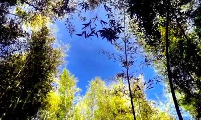 南漳县王山村：藏在石海缝隙里的“竹石恋歌”