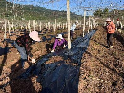 王家畈村精细化管理筑牢瓜蒌丰产根基