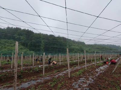 肖堰镇：抢抓农时种瓜蒌　特色产业铺就富民路