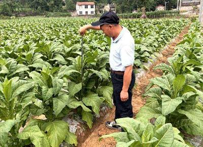 南漳县烟草专卖局开展烟叶农艺性状专项监测作业 