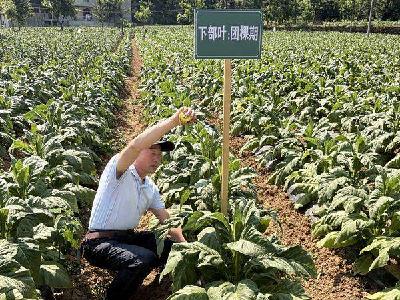 南漳县烟草专卖局扎实开展田间技术指导工作 