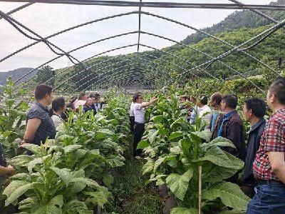 南漳县烟草专卖局召开科学平顶现场会 