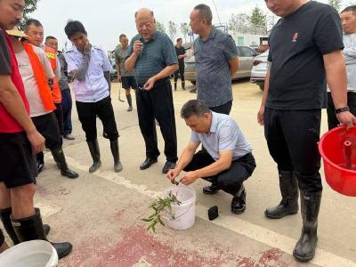 南漳县清河管理区：全域清剿福寿螺 严守农业安全线 