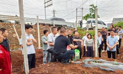 南漳县肖堰镇召开瓜蒌产业提质增效现场会 