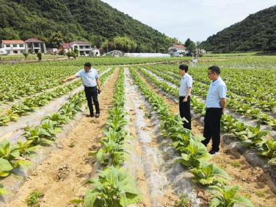 南漳农商行长坪支行：金融活水润烟田 “金色产业”迎丰收 