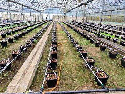 南漳县烟草专卖局积极探索育苗工厂闲时利用新路径 