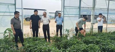 市农业农村局到南漳县核查验收2025年地膜科学使用回收项目 