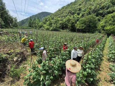 南漳县张家坪村：党建赋能兴产业 