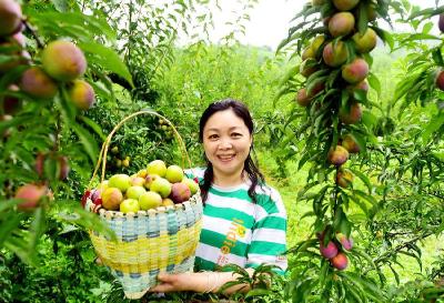 南漳：李子丰收 游人陶醉 