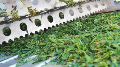 蓝云茶业：夏秋茶走出国门　老茶园焕发新生  
