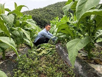 南漳县烟草专卖局抓实下部不适用烟叶处理工作 