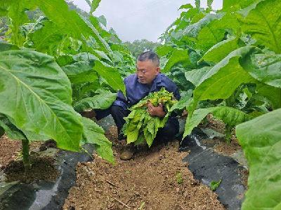 南漳县烟草专卖局组织开展下部无效脚叶清除作业 