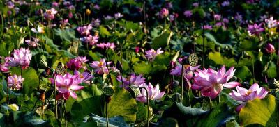 南漳：“荷”约白鹤湖 赏花正当时 
