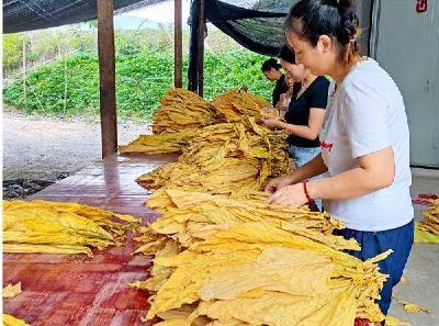 南漳县烟草专卖局有序开展烟农自主分级工作 
