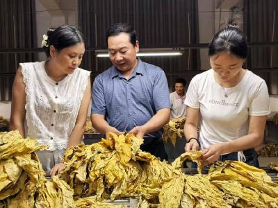 南漳县烟草专卖局开展烟叶专业化分级培训 