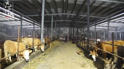 谷城推广牛品改新技术 三年助农增收一个亿