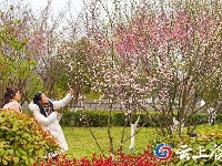 【图集】谷城汉江湿地公园的梅花开啦！期待与您相约“梅”好！